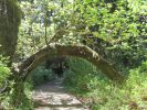 PICTURES/Ho Rainforest - Hall of Mosses/t_Tree ARch1.JPG